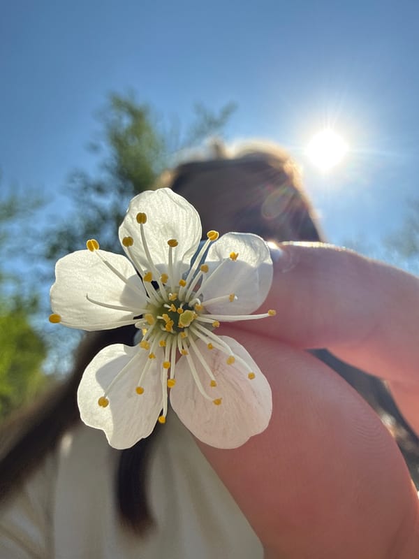 Spring morning captured through flowers and nature in Dmitrov