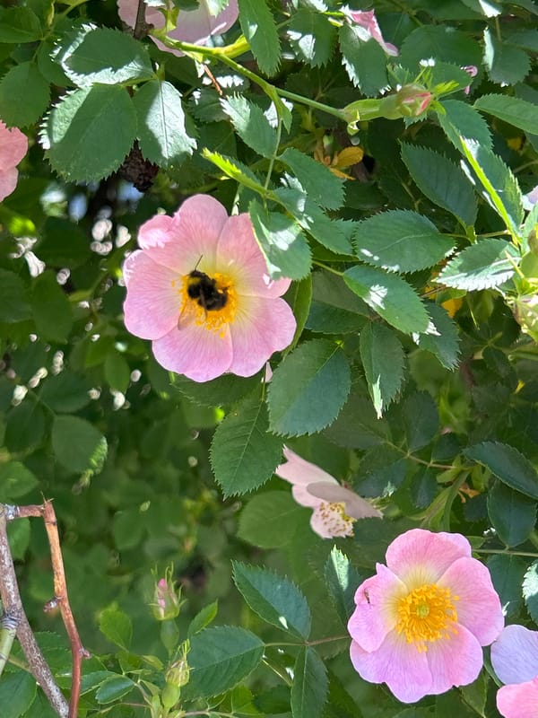 Bumblebee forages among wild roses in morning bloom