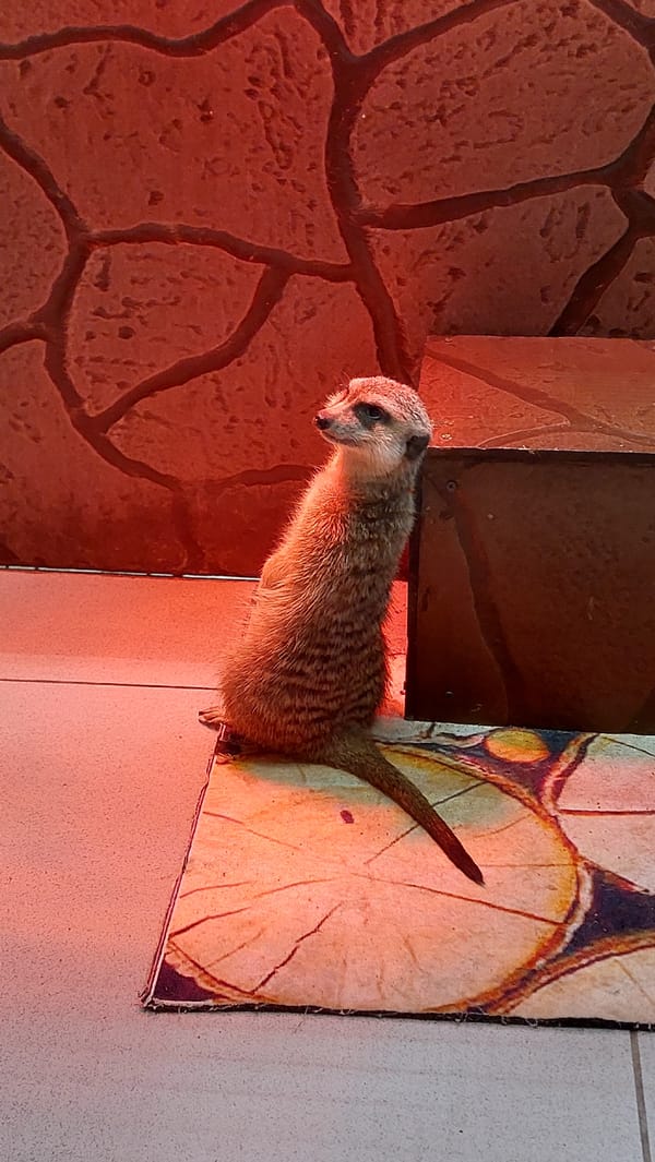 Meerkat and turtles at rest in a wildlife enclosure