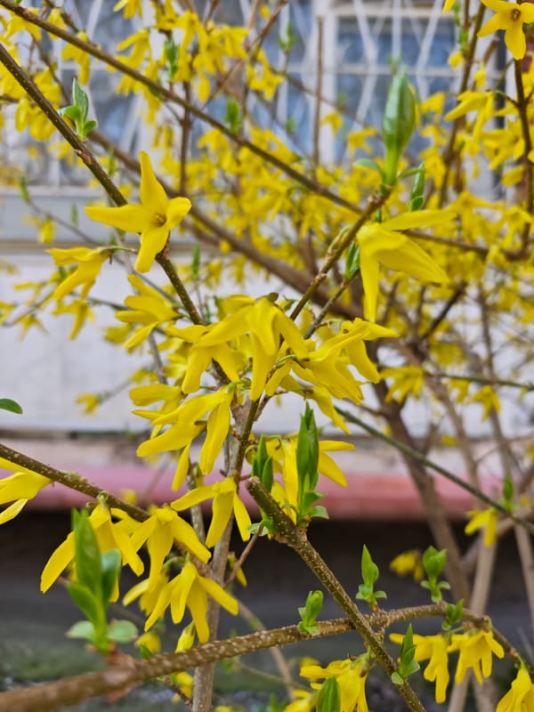Spring forsythia blooms brighten Pyatigorsk sidewalks in early morning