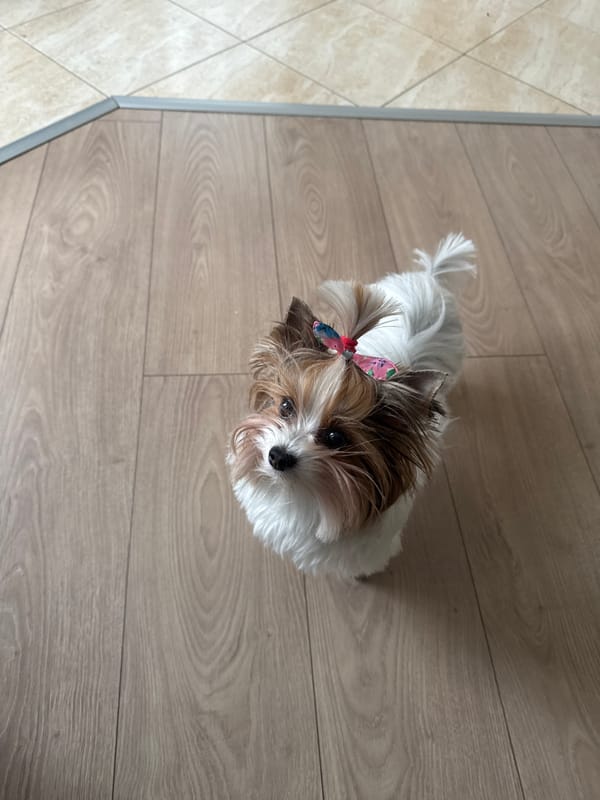 Domestic pets observed in Plovdiv, Bulgaria Tuesday morning