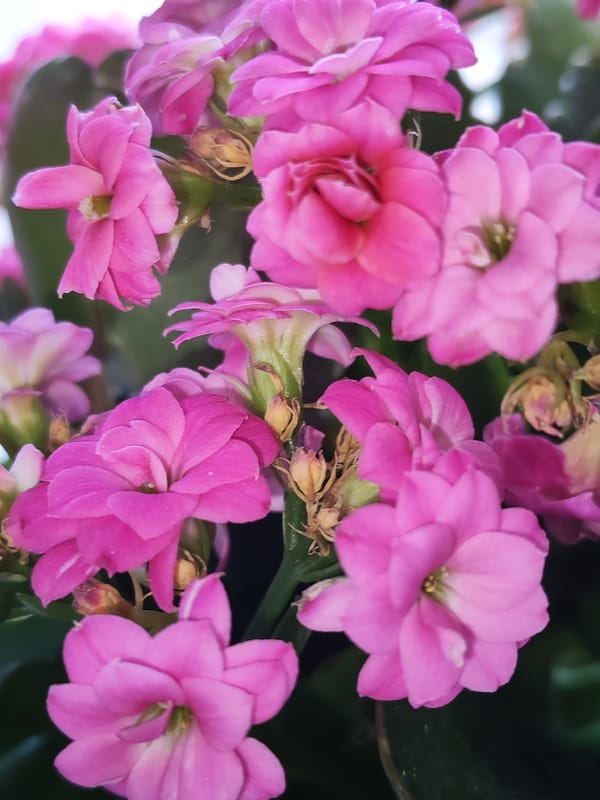 Izhevsk resident documents flowers and craft materials in morning session