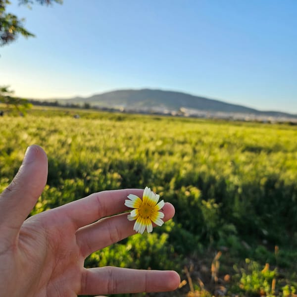 Person holds daisy flower in Fez, Morocco