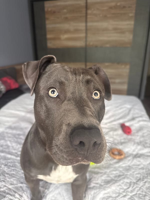 Gray Pit Bull photographed up close on a bedroom bed in Varna