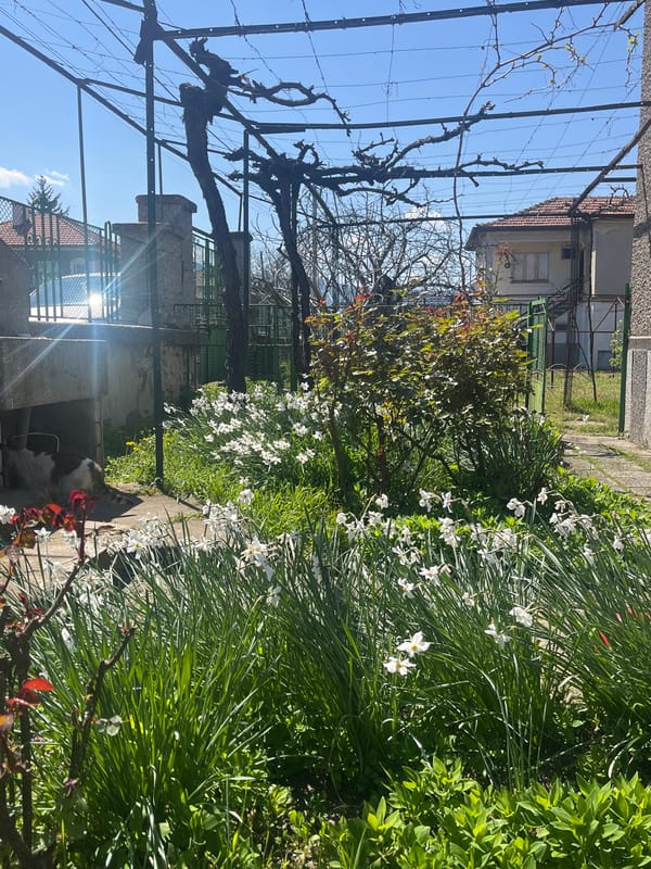 Spring garden with blooming narcissus and resting cat in Kozanovo