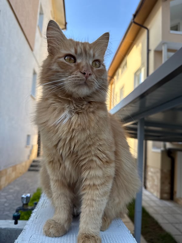 Border Collie and orange cat spotted relaxing in Berkovitsa