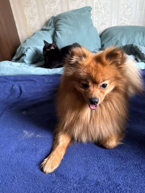 Quiet pet moments captured in Khimki homes overnight