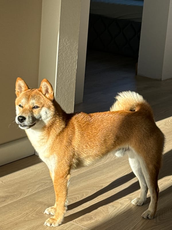 Shiba Inu dog rests on wooden floor in Carnikava