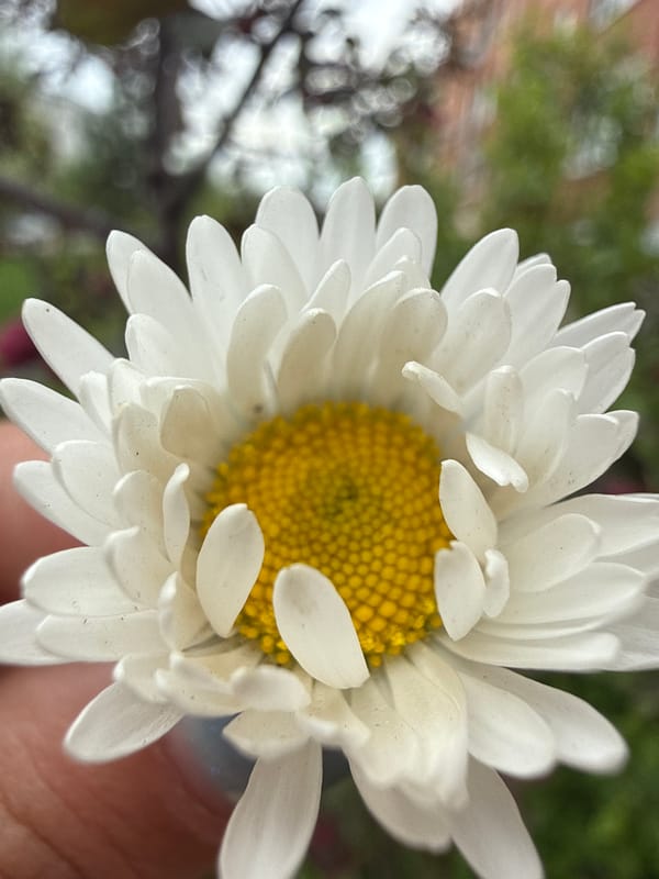 Spring moments captured in Dmitrov: blooming daisy, traffic flow