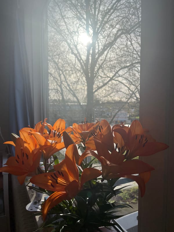 Orange lilies bloom indoors amid spring sunlight in Maastricht