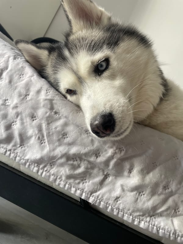 Husky fully relaxed across three cozy indoor moments