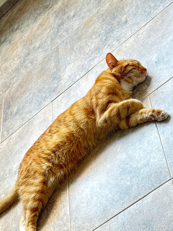 Quiet afternoon moments with cats documented in Vratsa, Bulgaria