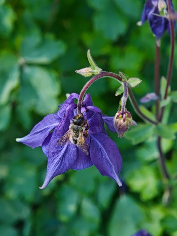 Bees pollinate columbine flowers in Ukrainian garden