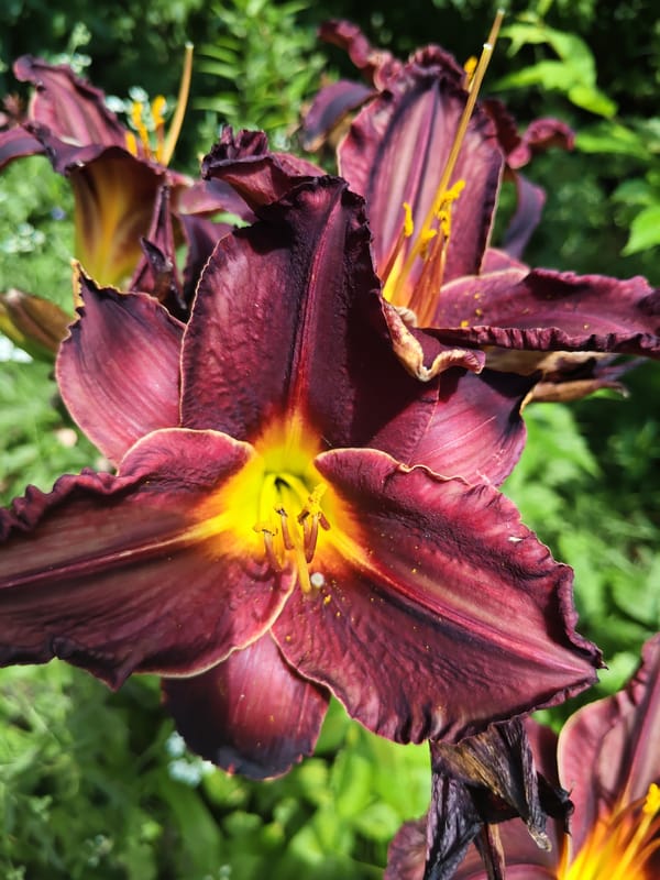 A Russian garden's summer blooms, up close