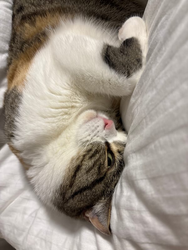 Cat sleeps on white bedding in Tolyatti