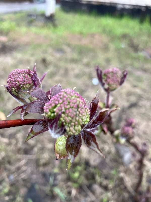 Purple-green flower buds observed in Noviy, Russia