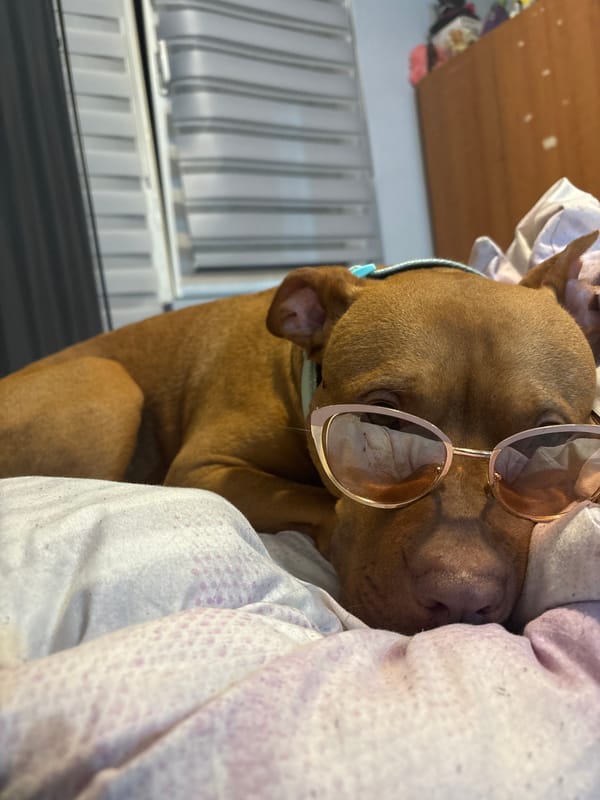 Dog photographed resting indoors in Sofia, Bulgaria