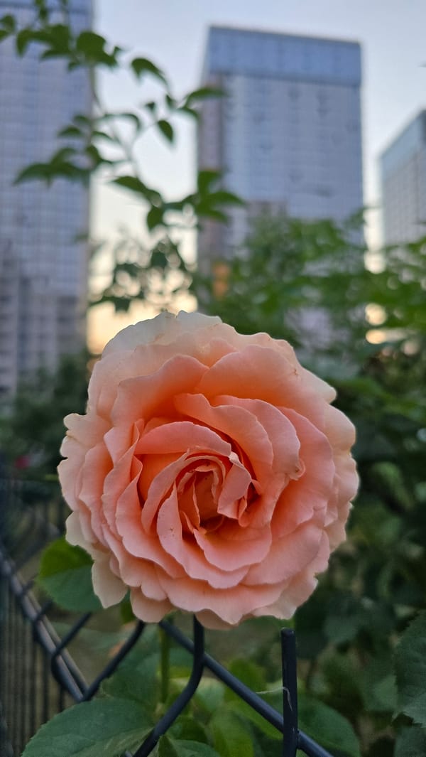 Summer blooms and construction sites in a Kyiv neighborhood