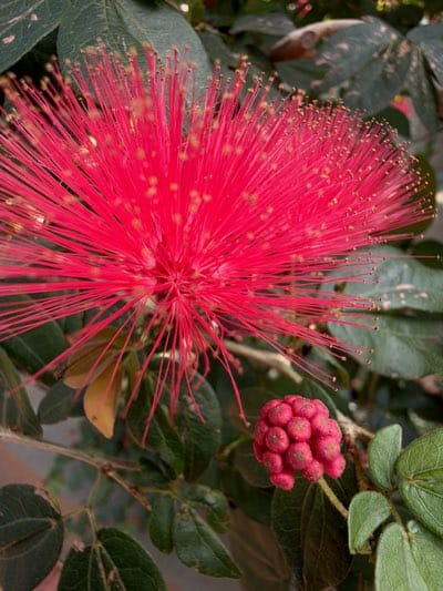 Red powderpuff flower photographed in bloom in New York