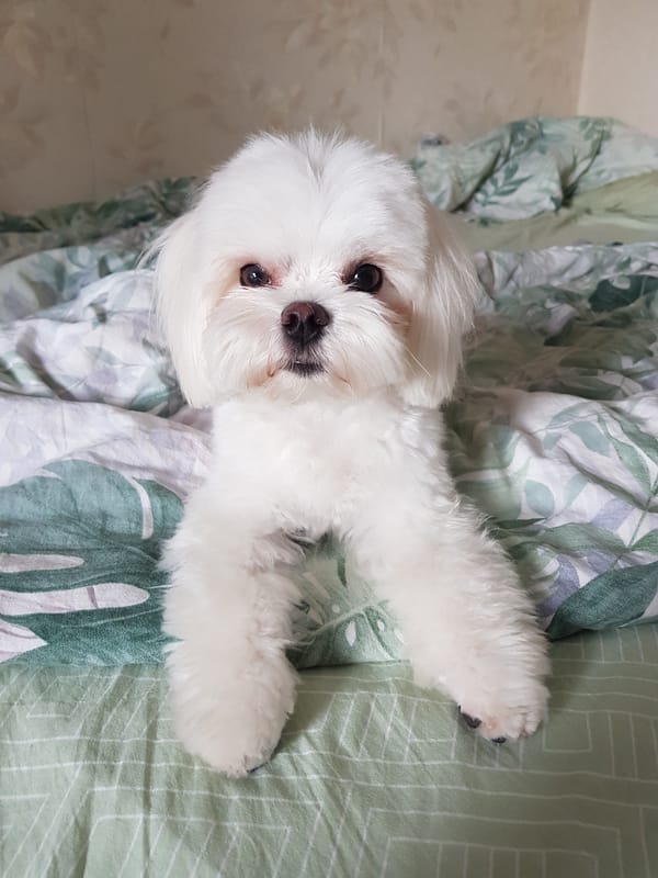 Rainy day out: umbrellas, selfies, daisies, and a Maltese