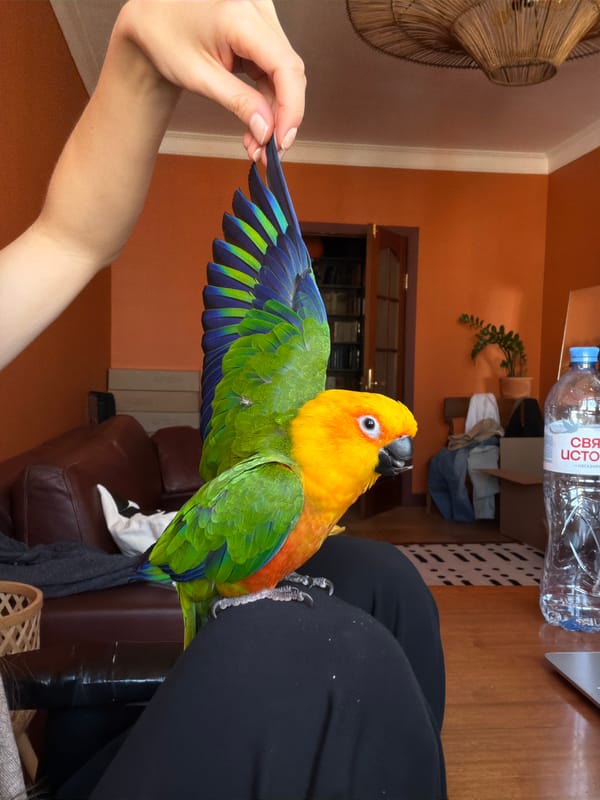 Colorful Sun Conure Parrot Spotted with Owner in Khimki
