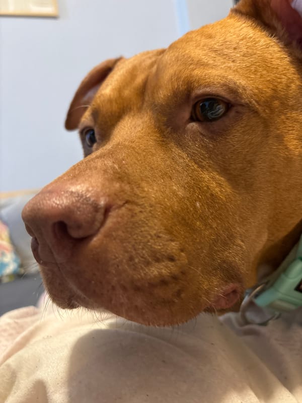 Brown pit bull mix photographed looking upward in Sofia