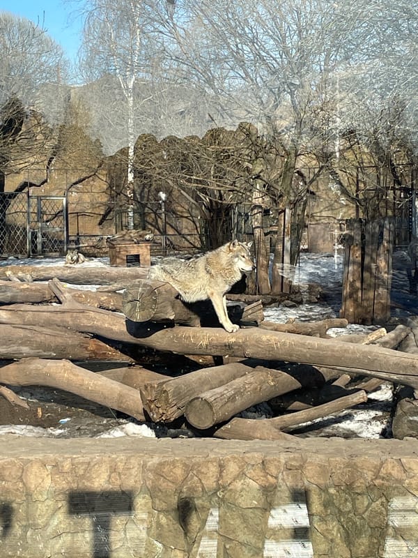 Zoo visit documentation captures animals and visitors in Izhevsk