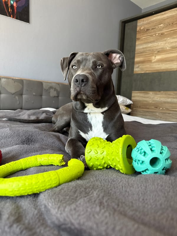 Pitbull resting on bed in Varna