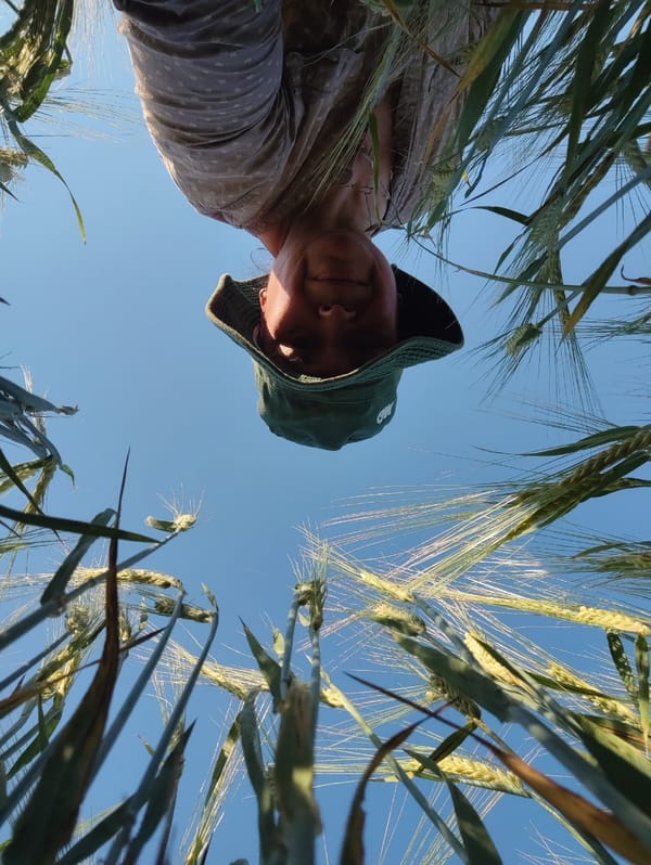 Low-angle views through a green and yellow grain field