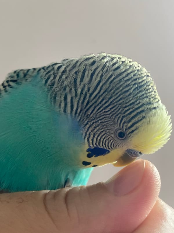 Blue parakeet enjoys gentle human interaction during morning handling