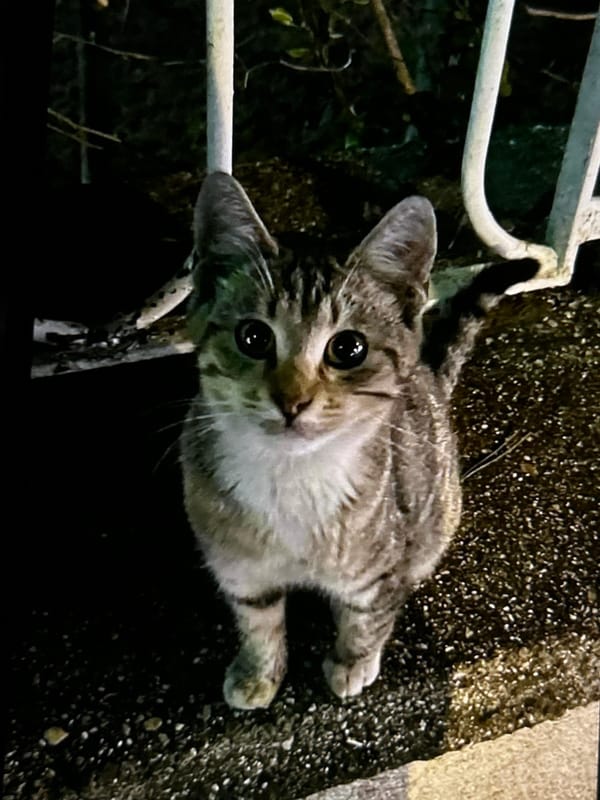 Cats, night streets, and a Netflix evening in Vidin