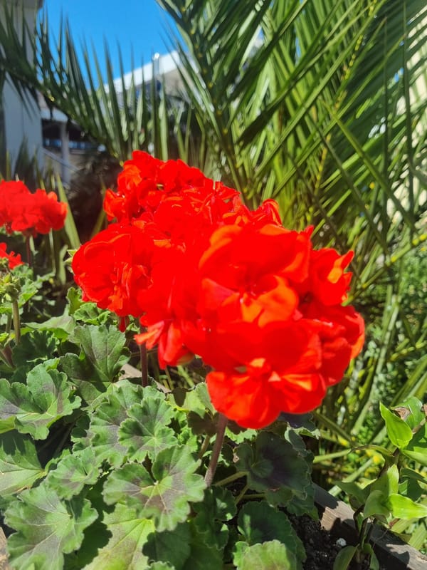 Morning stroll through Sochi captures flowers, culture, daily life