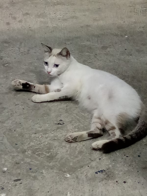 Colorful birds spotted in Venezuelan trees during evening hours