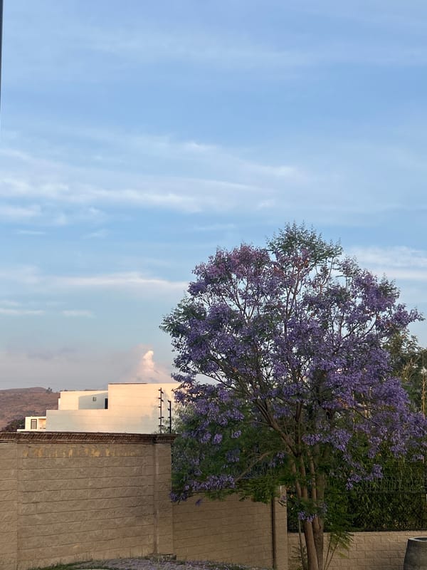 Jacaranda tree blooms purple in Santa Clara Ocoyucan street