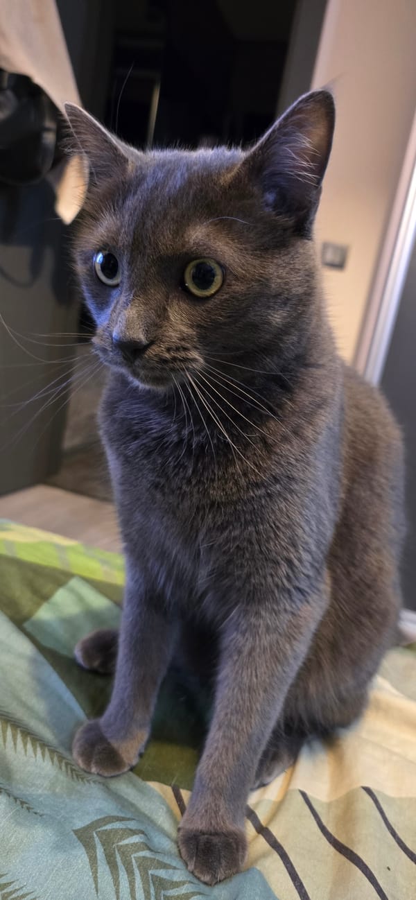 Gray cat at rest and alert, plus a quick look inside a Kia