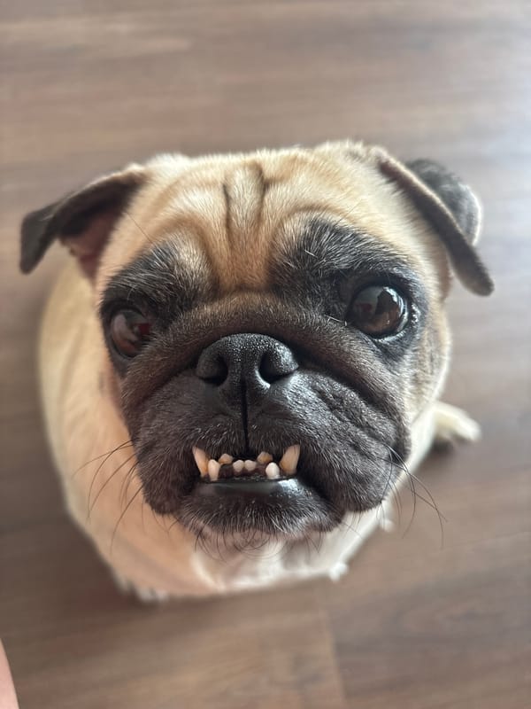 Sochi resident documents intimate moments with pet pug