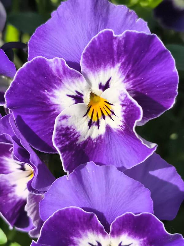 Purple pansy flower photographed in bloom in Priseltsi, Bulgaria