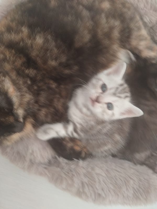 Morning domestic moments: kittens and breakfast in Russian village