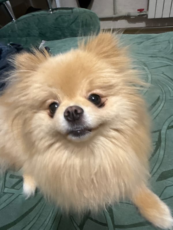 Lazy afternoon in with Pomeranians, plush pillows, and pet-themed everything