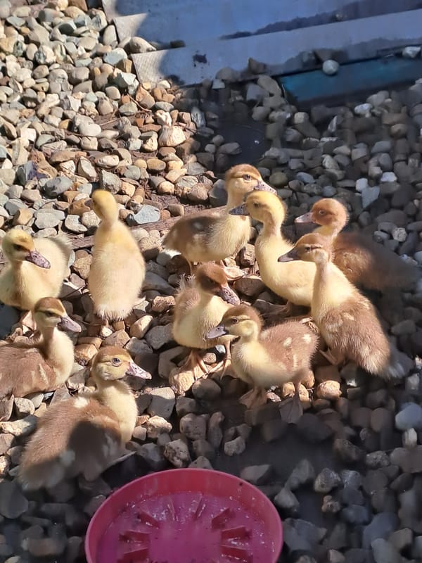 A backyard farm in full swing, Rogovskaya, Russia