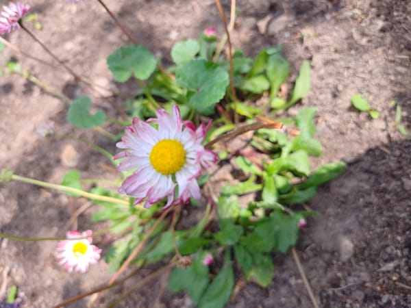 Backyard flowers in bloom, Кашка-Суу, Kyrgyzstan