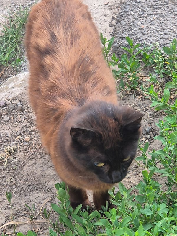 Afternoon in a Sozonivka garden, cat included