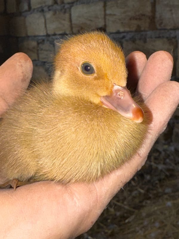 Ducklings, a hen, and a Muscovy duck in a Ukrainian farmyard