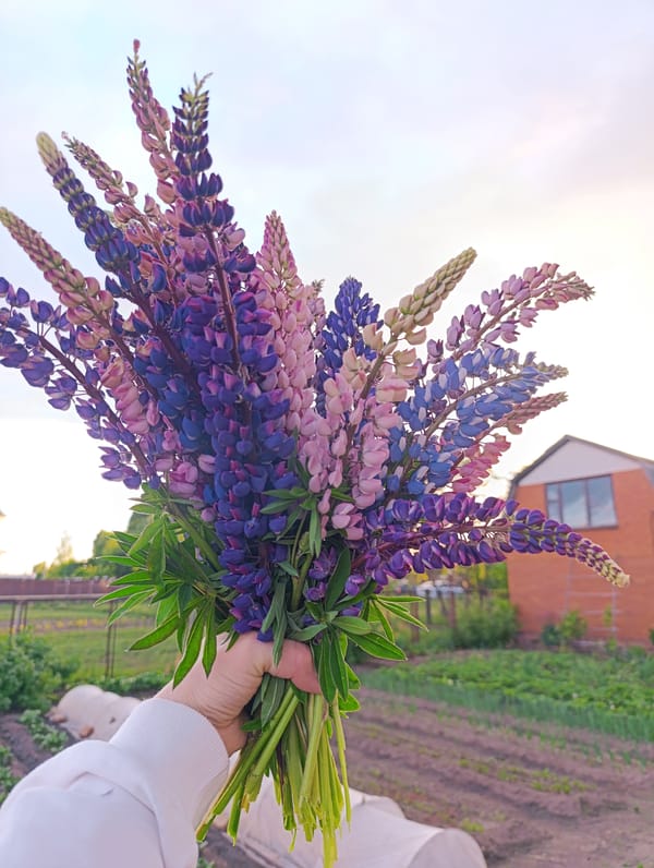 Woman gathers lupine bouquet in Russian village afternoon