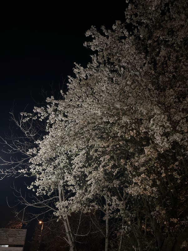 Flowering tree blooms at night in Arbanassi, Bulgaria