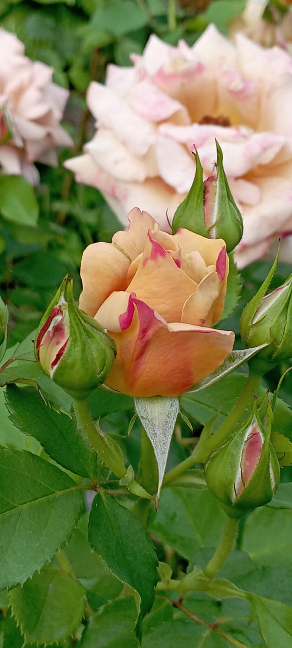 Dewy roses and lavender in a Radisne garden at dawn