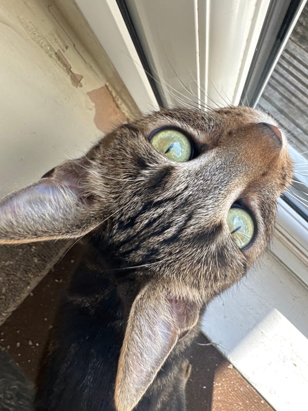 Tabby cat captured in quiet domestic moments in Desborough
