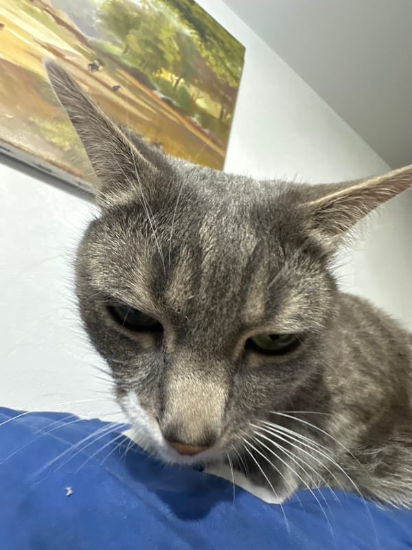 Grey tabby cat photographed in multiple close-up shots