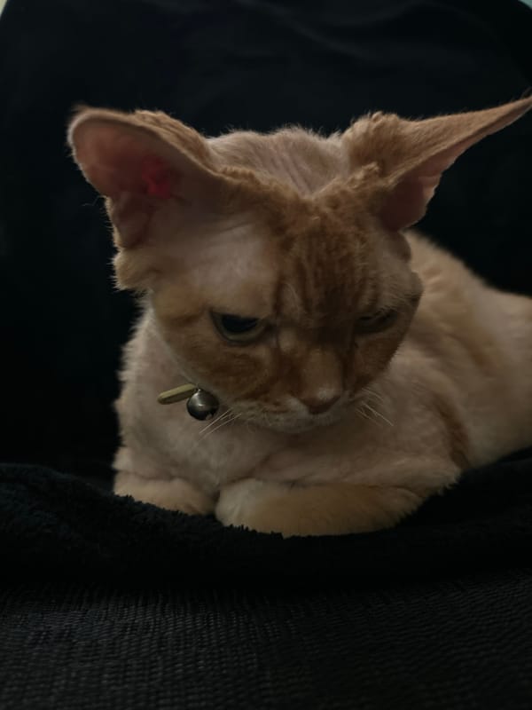 Ordinary afternoon moments captured across Cape Coral neighborhoods