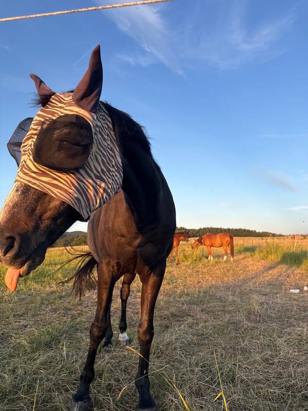 Summer evening on the pastures of Oberquembach, horses and cattle.